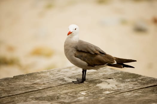 Close-up of a seagull