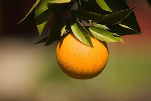 Close-up of an orange on the branch of an orange tree