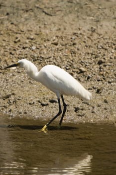Side profile of an egret walking in water