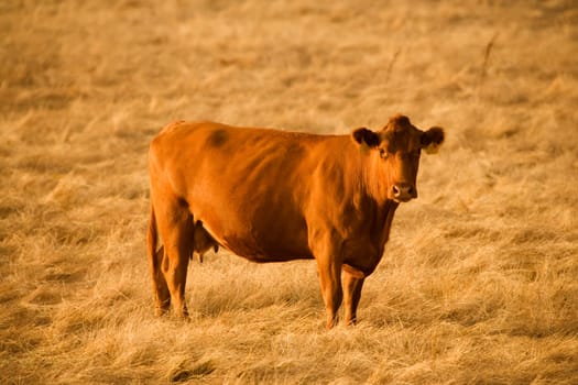 Cow standing in a field