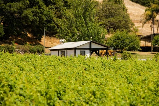 Cottage in a vineyard