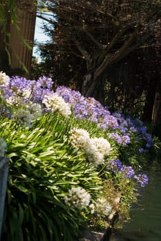 Close-up of a flower bed