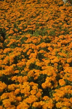 High angle view of marigold flowers