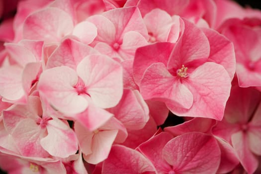 Close-up of flowers