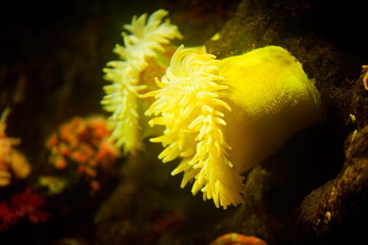 Close-up of a sea anemone underwater