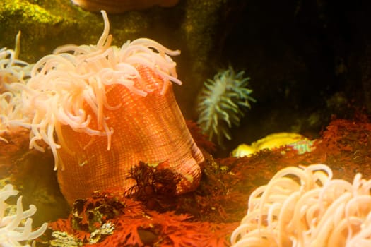 Close-up of a sea anemone underwater