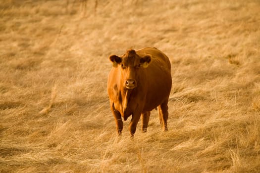 High angle view of a cow in a field