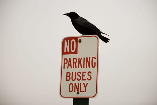 Close-up of a bird perching on a road sign