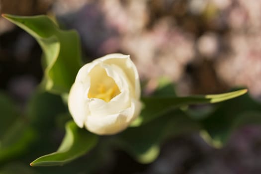 Close-up of a tulip flower