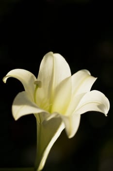 Close-up of an Easter lily flower