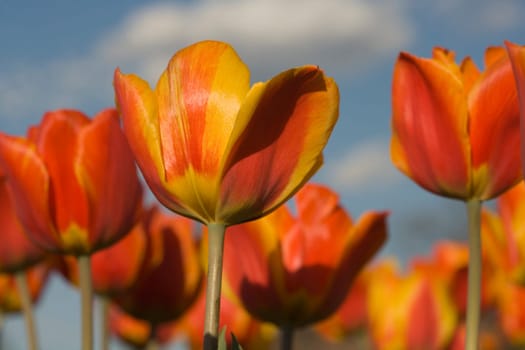 Close-up of tulip flowers