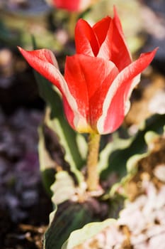 Close-up of a flower