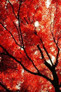 Low angle view of a maple tree