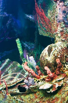 High angle view of coral underwater