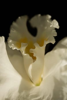 Close-up of a flower
