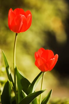 Close-up of two tulip flowers
