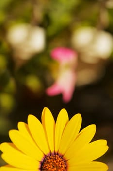 Close-up of a daisy flower