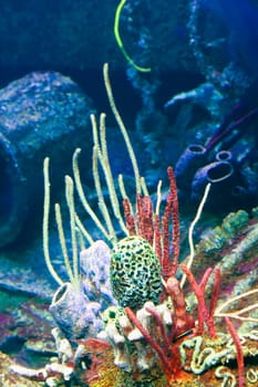 High angle view of coral underwater