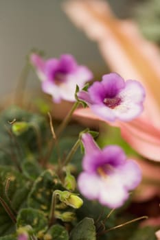 Close-up of flowers