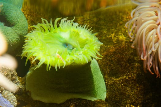 Close-up of a sea anemone underwater