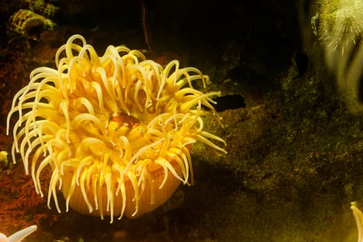 Close-up of a sea anemone underwater
