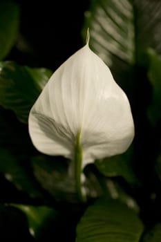 Close-up of a flower