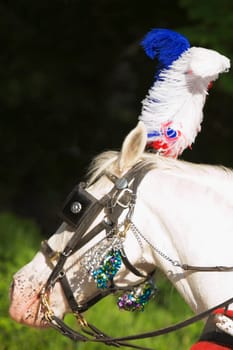 Close-up of a horse head