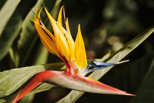 Close-up of a flower