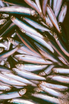 Close-up of a fish