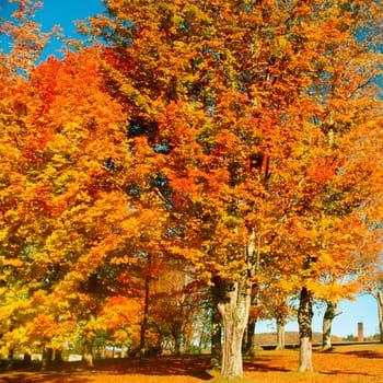 Trees in a park, Lunenburg, Vermont, USA