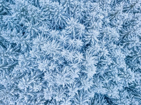 Aerial top down view of beautiful winter forest treetops. Spruce frosty trees covered with snow. Winter nature, frozen white tree tops. Top view camera flies over snowy landscape. Drone aerial flight, Czech Republic, Europe