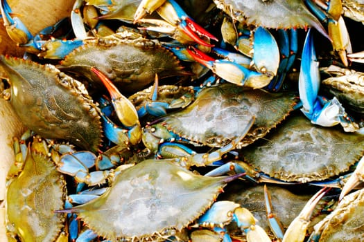 Close-up of a heap of crabs, Annapolis, Maryland, USA