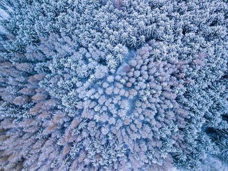 Aerial top down view of beautiful winter forest treetops. Spruce frosty trees covered with snow. Winter nature, frozen white tree tops. Top view camera flies over snowy landscape. Drone aerial flight, Czech Republic, Europe