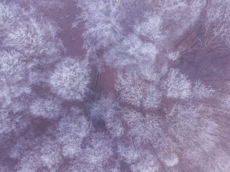 Aerial top down view of beautiful winter forest treetops. Trees covered with frost. Winter nature, frozen white tree tops. Top view camera flies over winter landscape. Drone aerial flight, Czech Republic, Europe