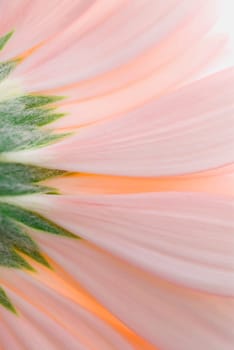 Close_up of a pink flower