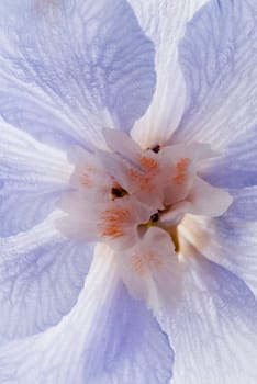 Close_up of a flower
