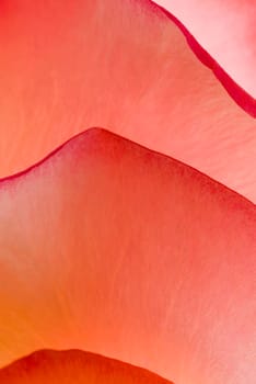 Close_up of flowers petals