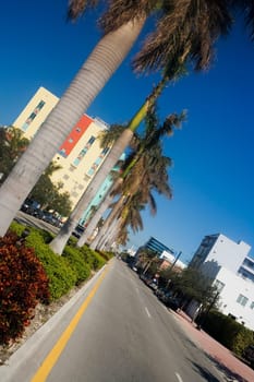 Palm trees along an empty street, Miami, Florida, USA