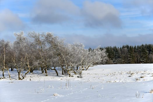 white nature