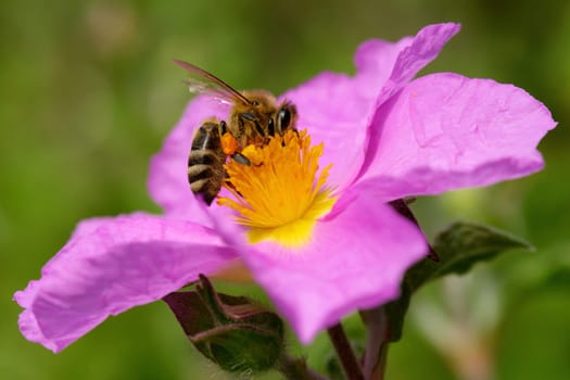 pink rock-rose flowering in spring