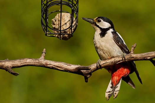 great spotted woodpecker with a fatball