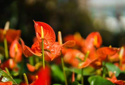 Orange Anthurium flower or flamingo flower blossom with green leaves in the garden