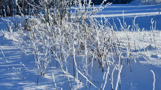 white nature