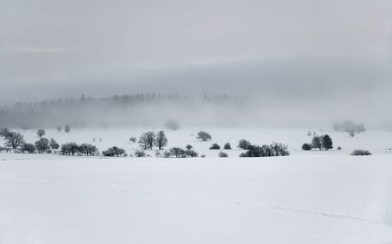 white nature