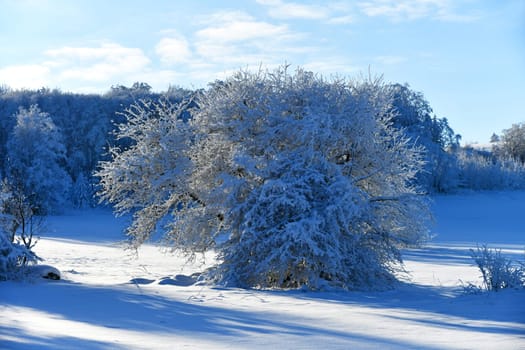 white nature