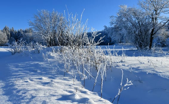 white nature