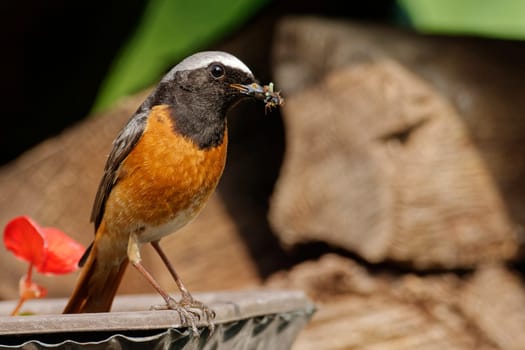 Common redstart with insects