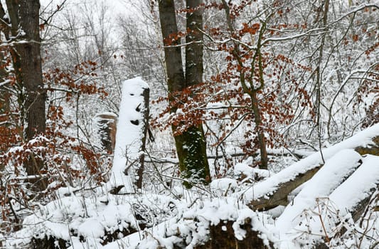 white nature