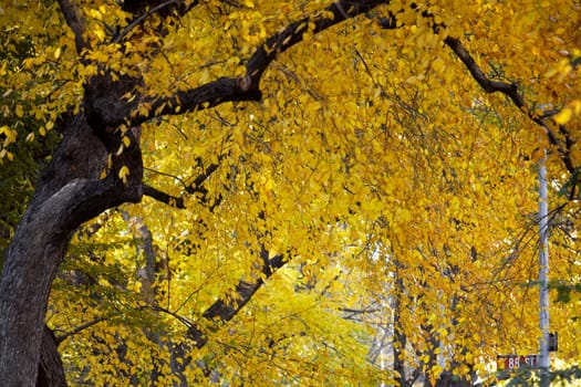 Low angle view of trees, Central Park, Manhattan, New York City, New York State, USA