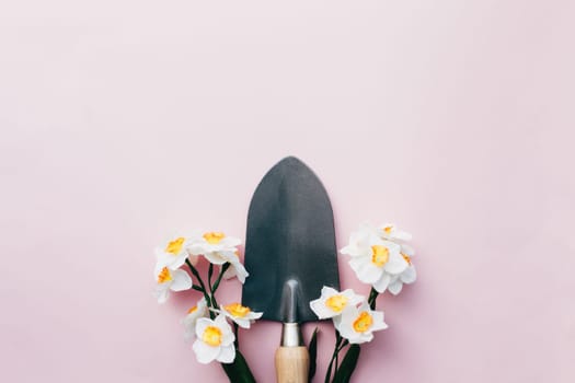 Spring Daffodils with small garden shovel. Pink background. High quality photo